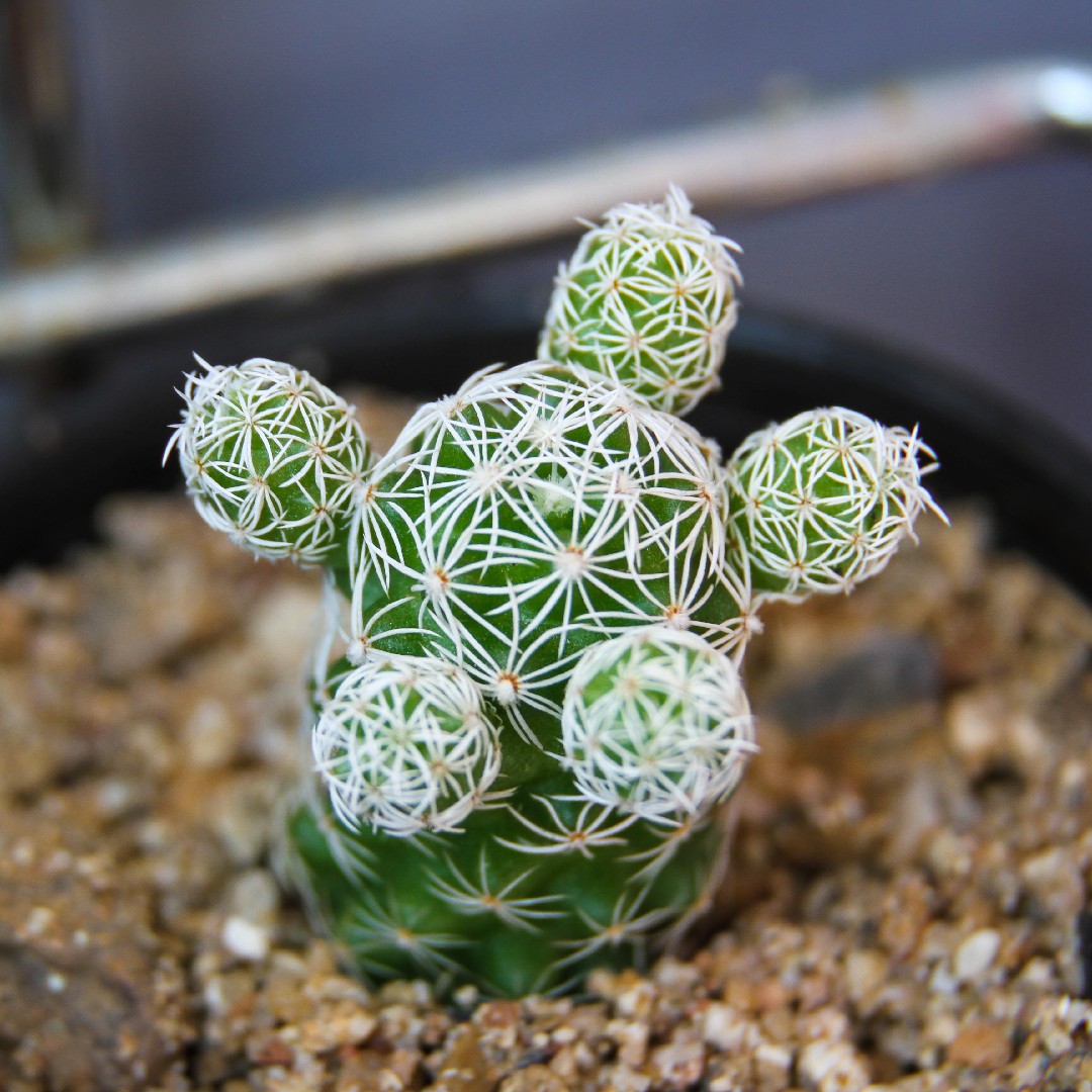 Thimble cactus (Mammillaria vetula) - PictureThis
