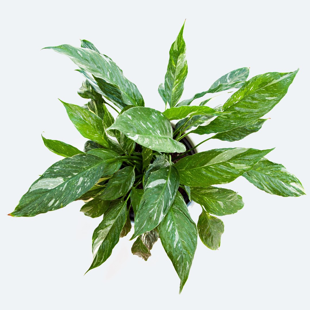 peace lily indoor Peace Lily