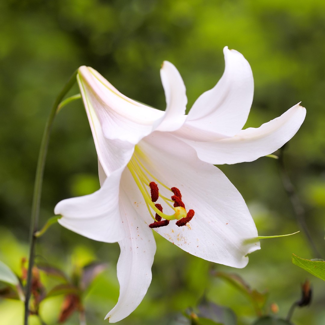 How to identify Lilies (Lilium)