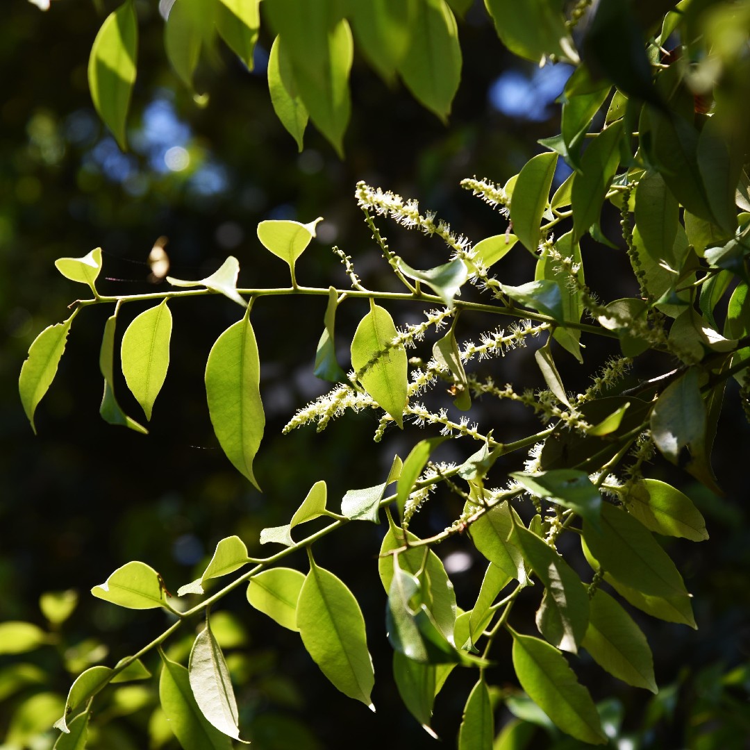 Castanopsis PictureThis