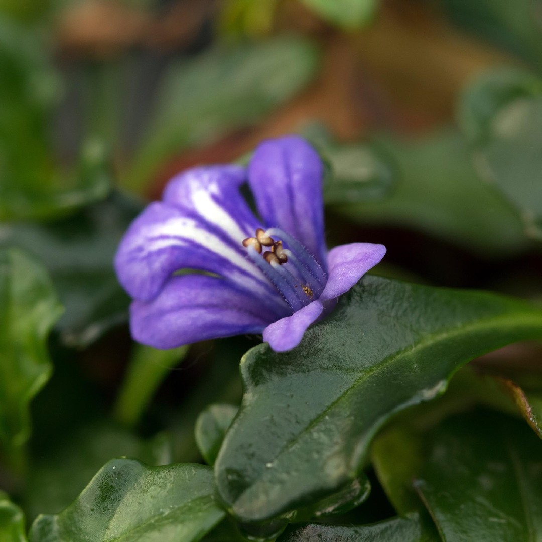 ヒメキランソウ（姫金瘡小草） (Ajuga pygmaea) - PictureThis