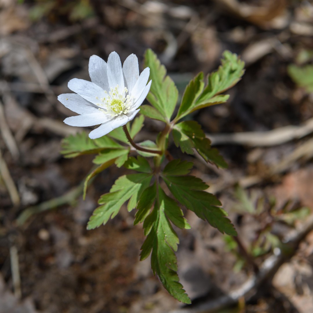 山野草◆八重咲キクザキイチゲ◆① キクザキイチゲ 八重の通販
