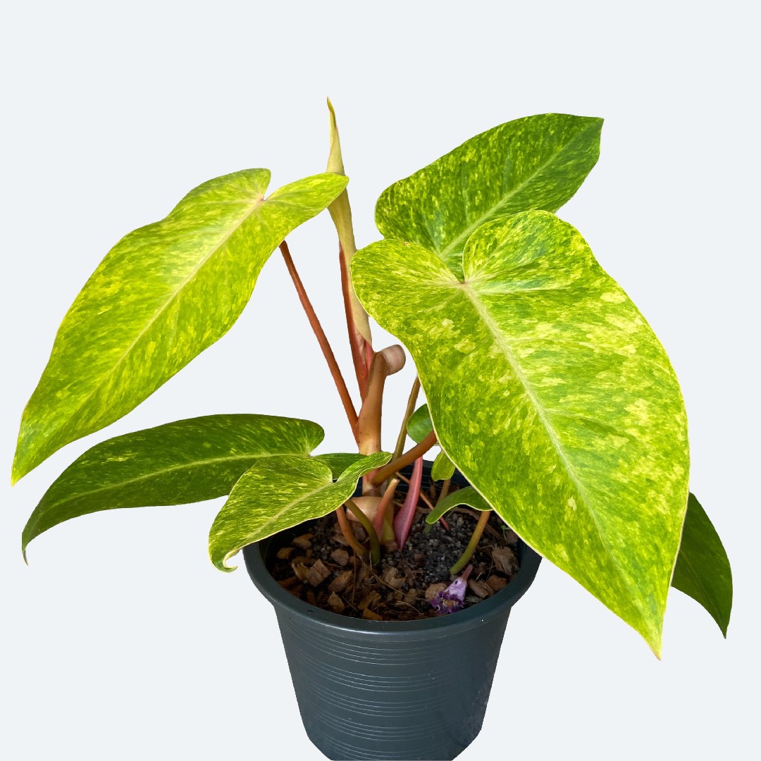 フィロデンドロン 'Painted lady' (Philodendron 'Painted lady