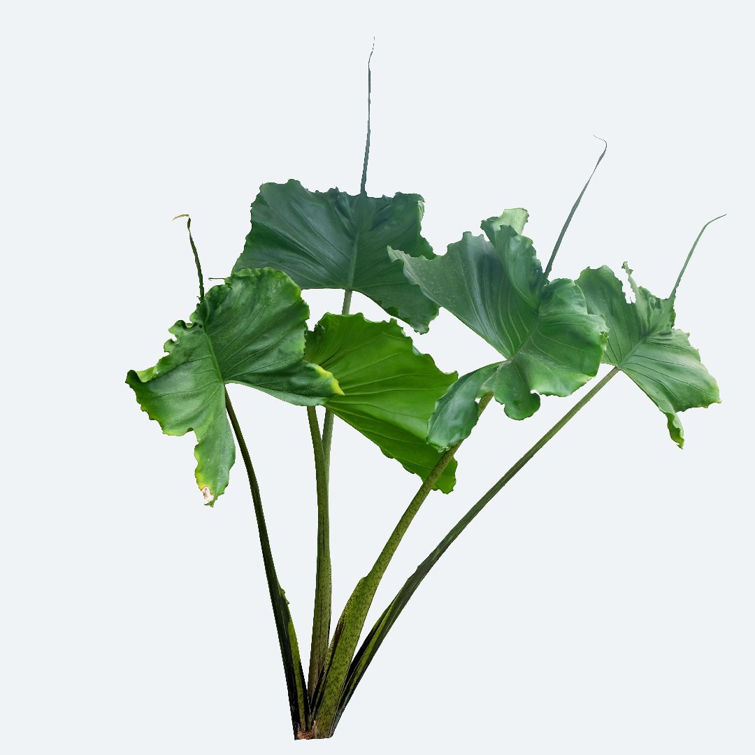 Alocasia Stingray (Orecchie D'elefante) - Pianta Da Interno In Vaso, Altezza Variabile