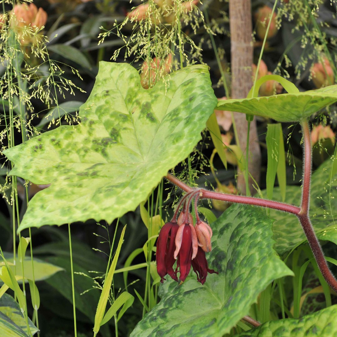 ミヤオソウ属 (Podophyllum) 花言葉，毒性，よくある質問 PictureThis
