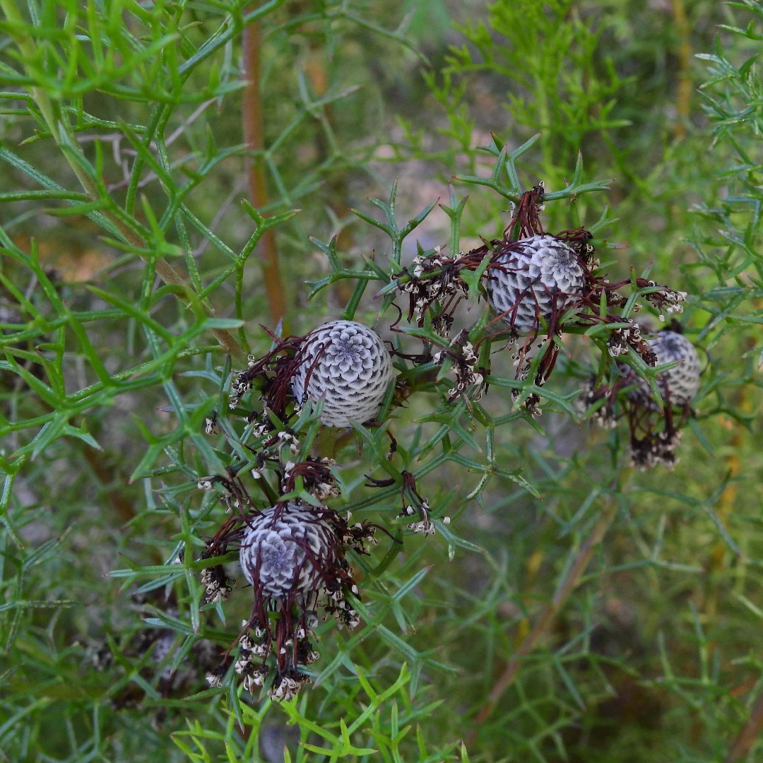 Cone flower Care (Watering, Fertilize, Pruning, Propagation) PictureThis