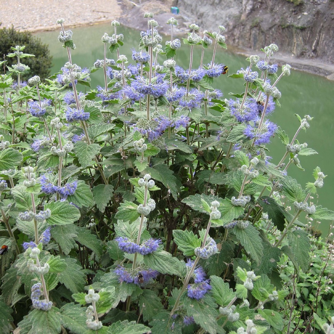 Bluebeards Care (Watering, Fertilize, Pruning, Propagation) - PictureThis