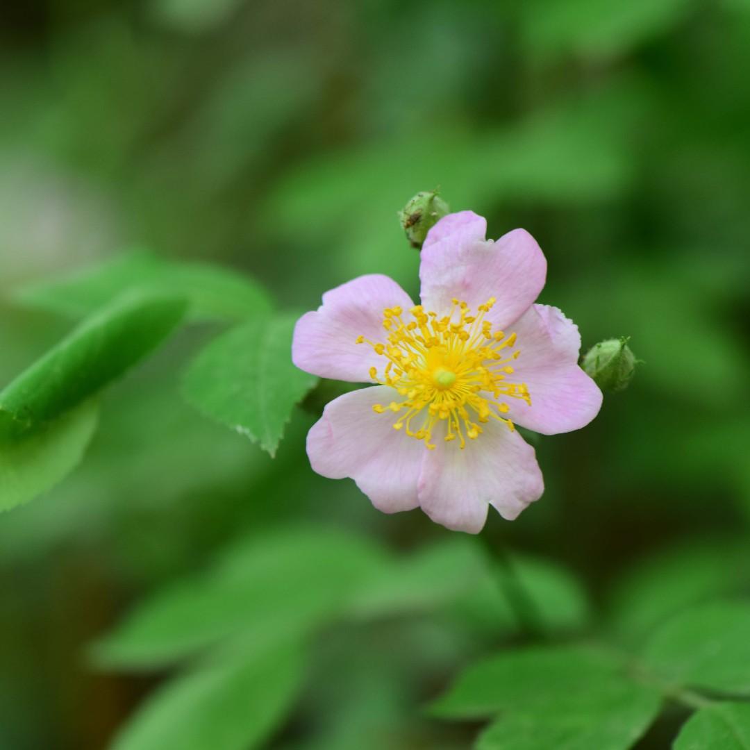 Rosa multiflora var. cathayensis Flower, Leaf, Care, Uses - PictureThis