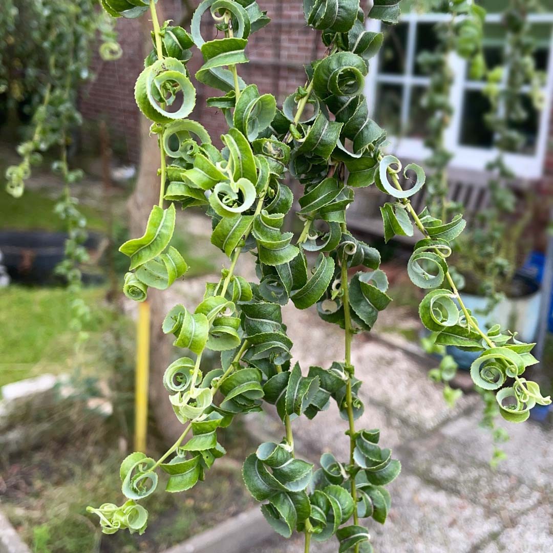 Willows (Salix) Flower, Leaf, Care, Uses PictureThis