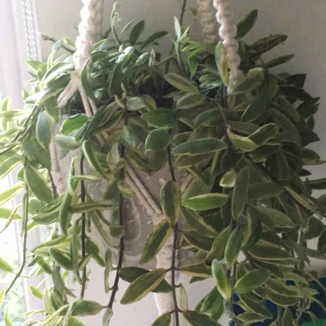 エスキナンサス属 (Aeschynanthus) - PictureThis