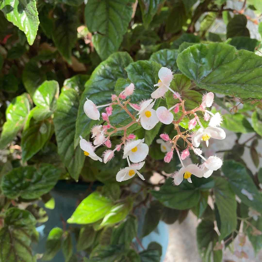 How to Grow and Care for Elephant ear begonia