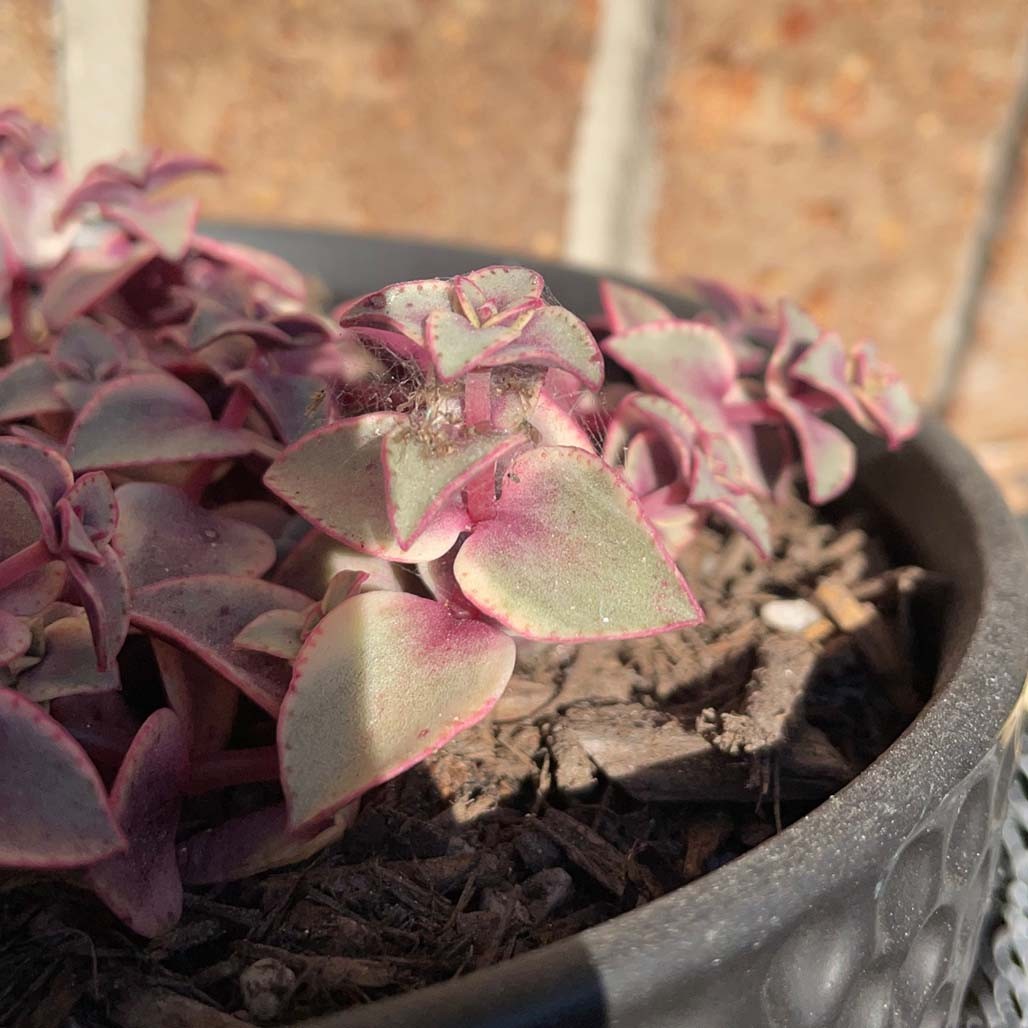 POWERS TO FLOWERS Crassula Pellucida Marginalis – Pianta Succulenta Vera In Vaso 13cm - 3