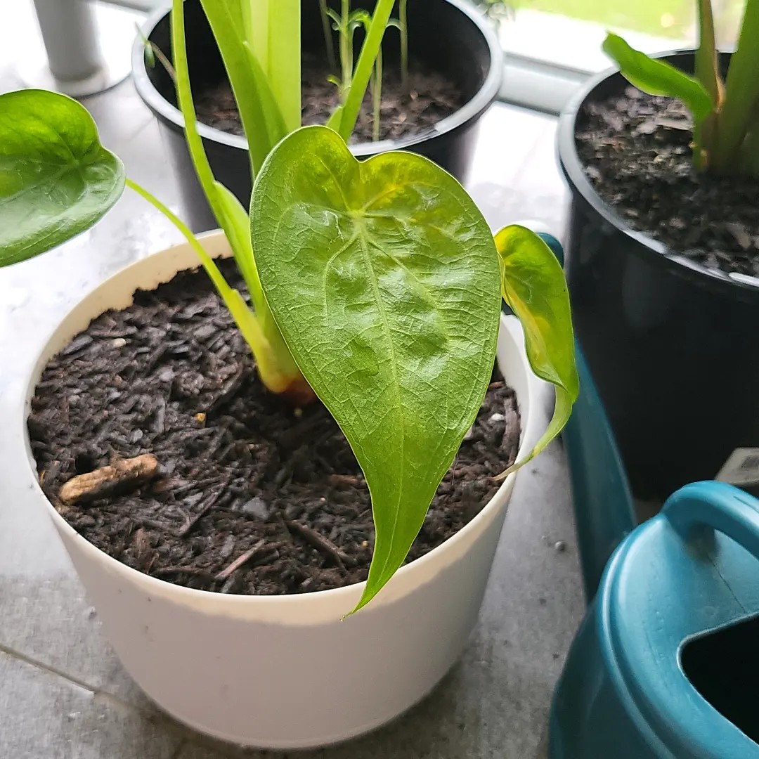 levitating plant pot FLYTE LYFE Planter Levitating Plant Pot
