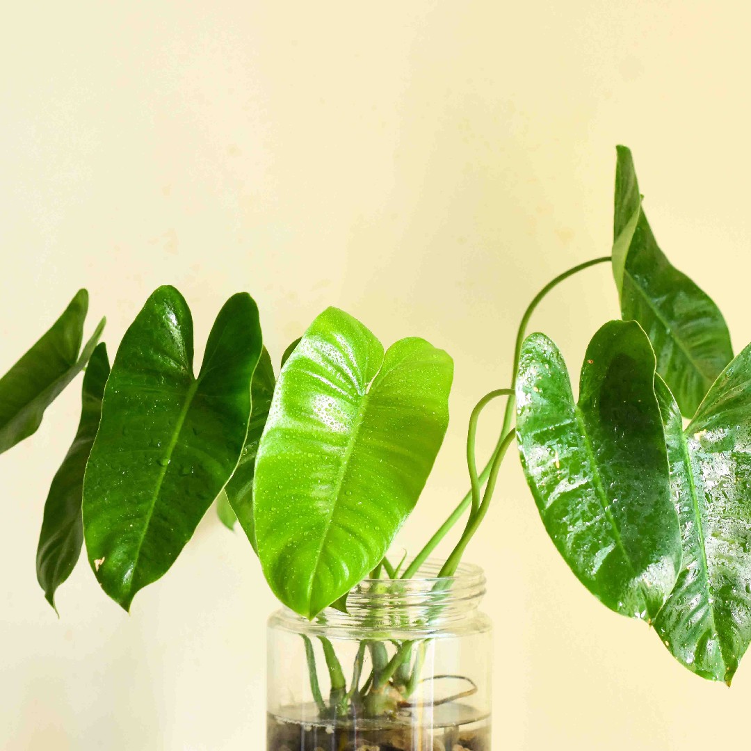 corner plant rack Halstein