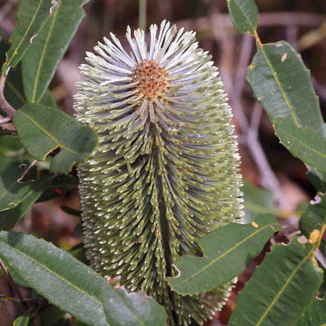 バンクシア属 (Banksia)