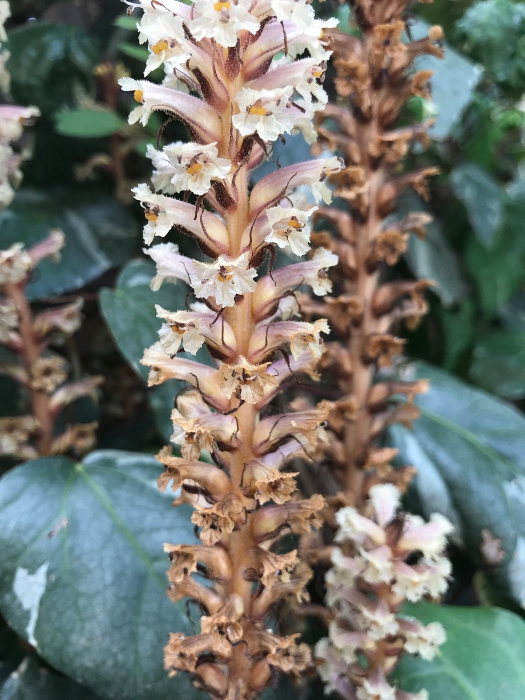 Orobanche hederae PictureThis
