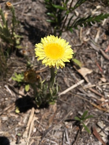 Coronidium PictureThis