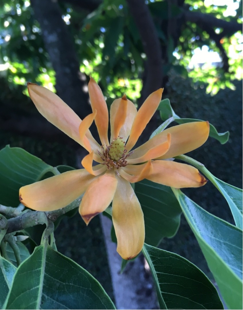 Magnolia champaca (Magnolia champaca) PictureThis