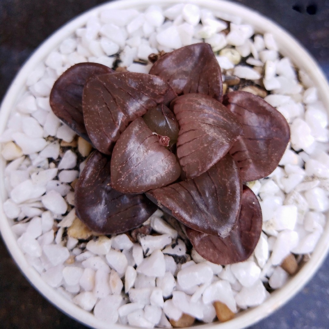 ハオルチア・スプリングボクブラケンシス (Haworthia