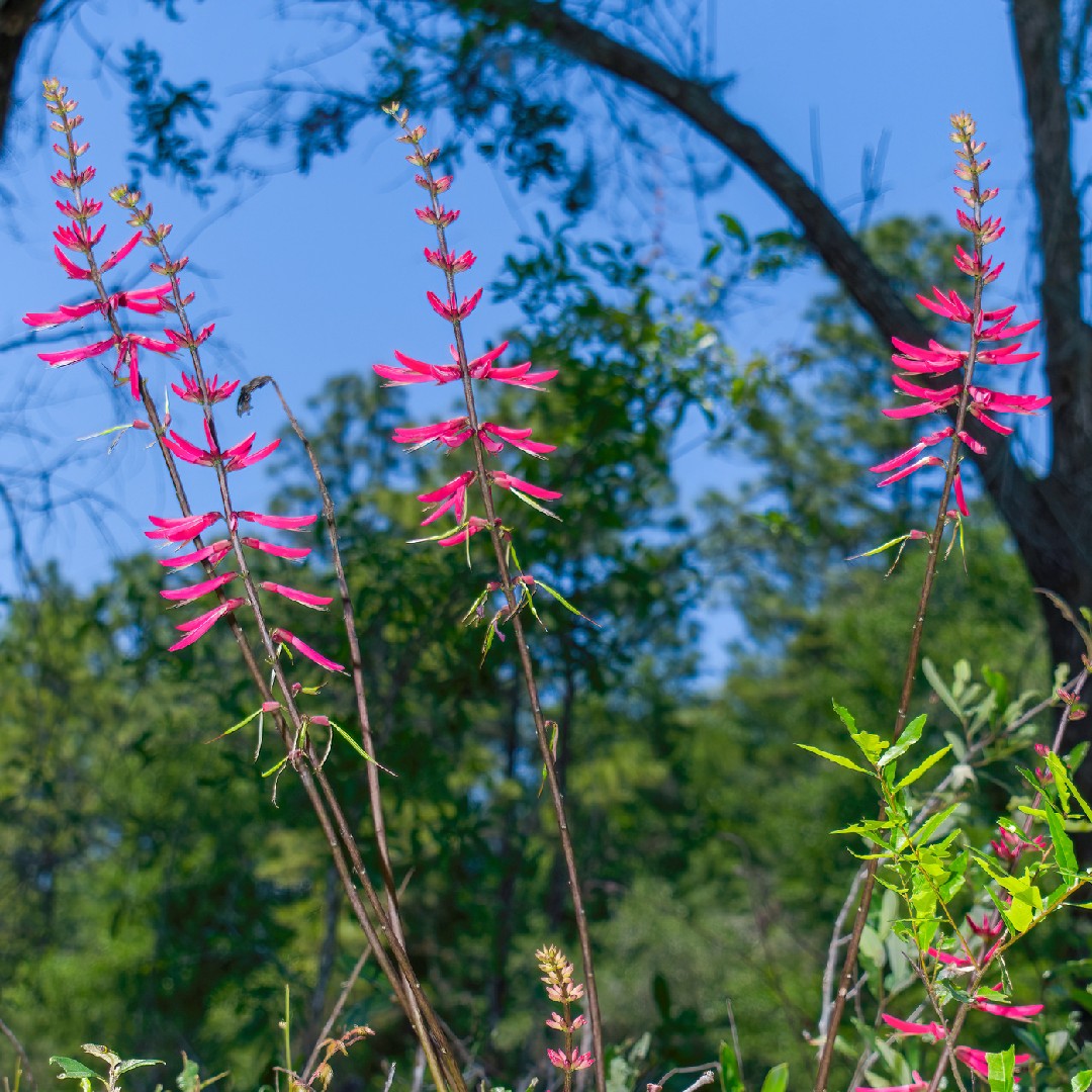 Erythrina herbacea PictureThis