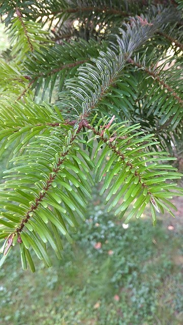 モミ属 Abies 花言葉 学名 よくある質問 Picturethis