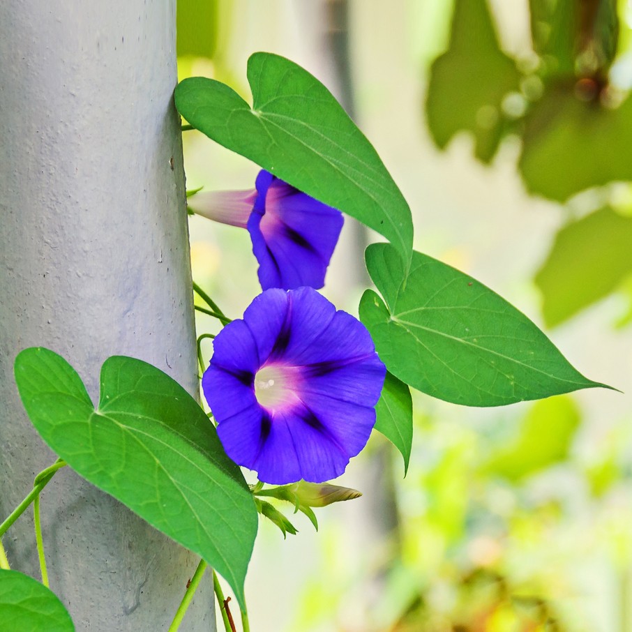 マルバアサガオ 丸葉朝顔 Ipomoea Purpurea 花言葉 学名 よくある質問 Picturethis