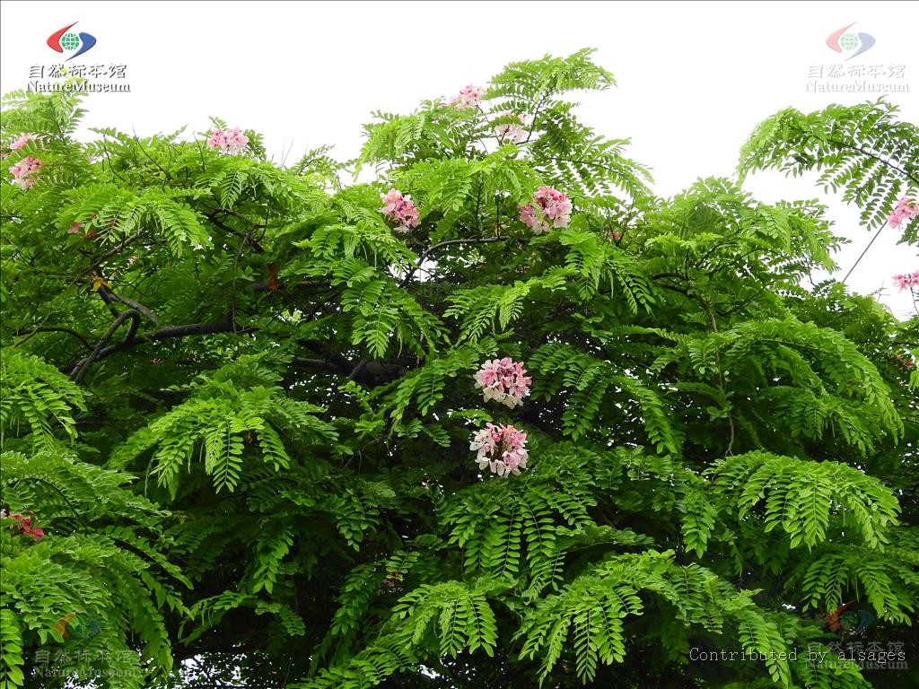Cassia Roxburghii 花言葉 学名 よくある質問 Picturethis