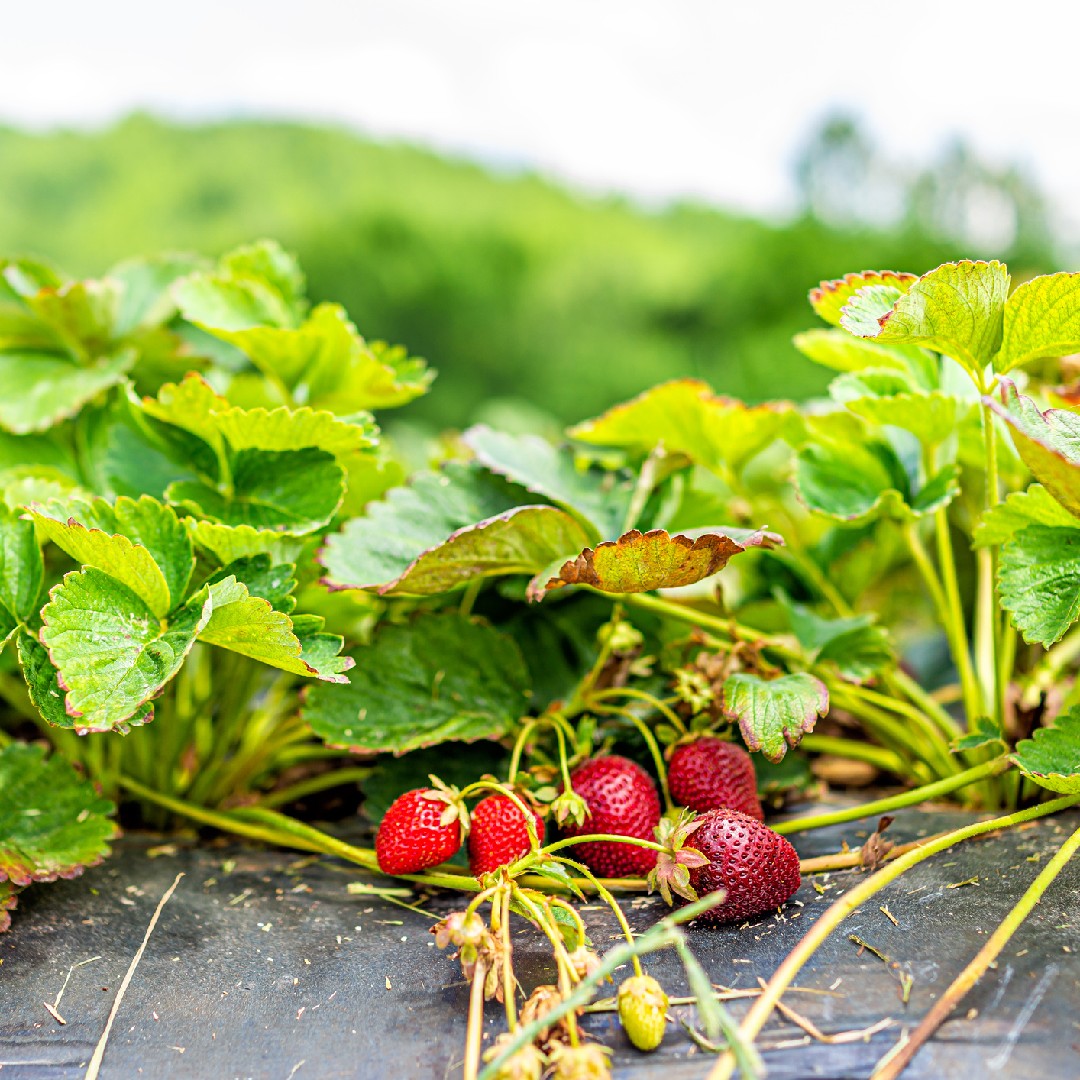 バージニアイチゴ バージニア苺 Fragaria Virginiana 花言葉 学名 よくある質問 Picturethis