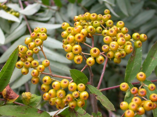 セイヨウナナカマド Sorbus Aucuparia Subsp Pohuashanensis 花言葉 毒性 よくある質問 Picturethis