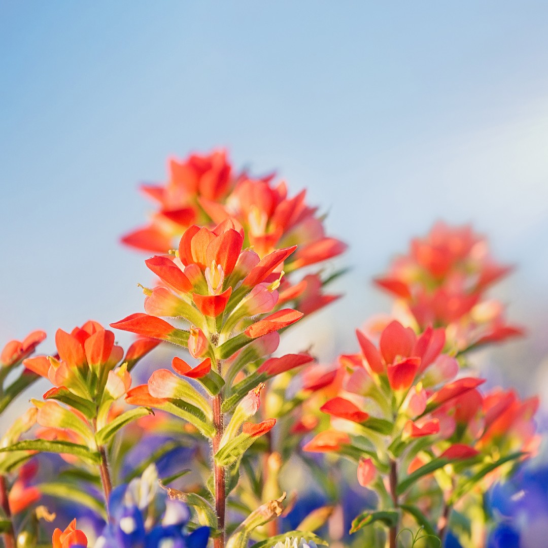 Entireleaf Indian paintbrush (Castilleja indivisa) PictureThis