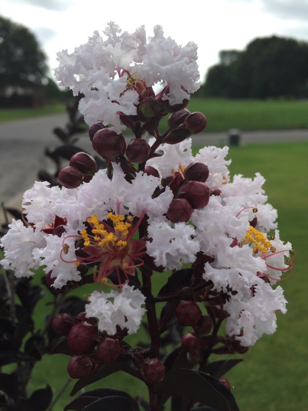 Delta Moonlight Crape Myrtlenull