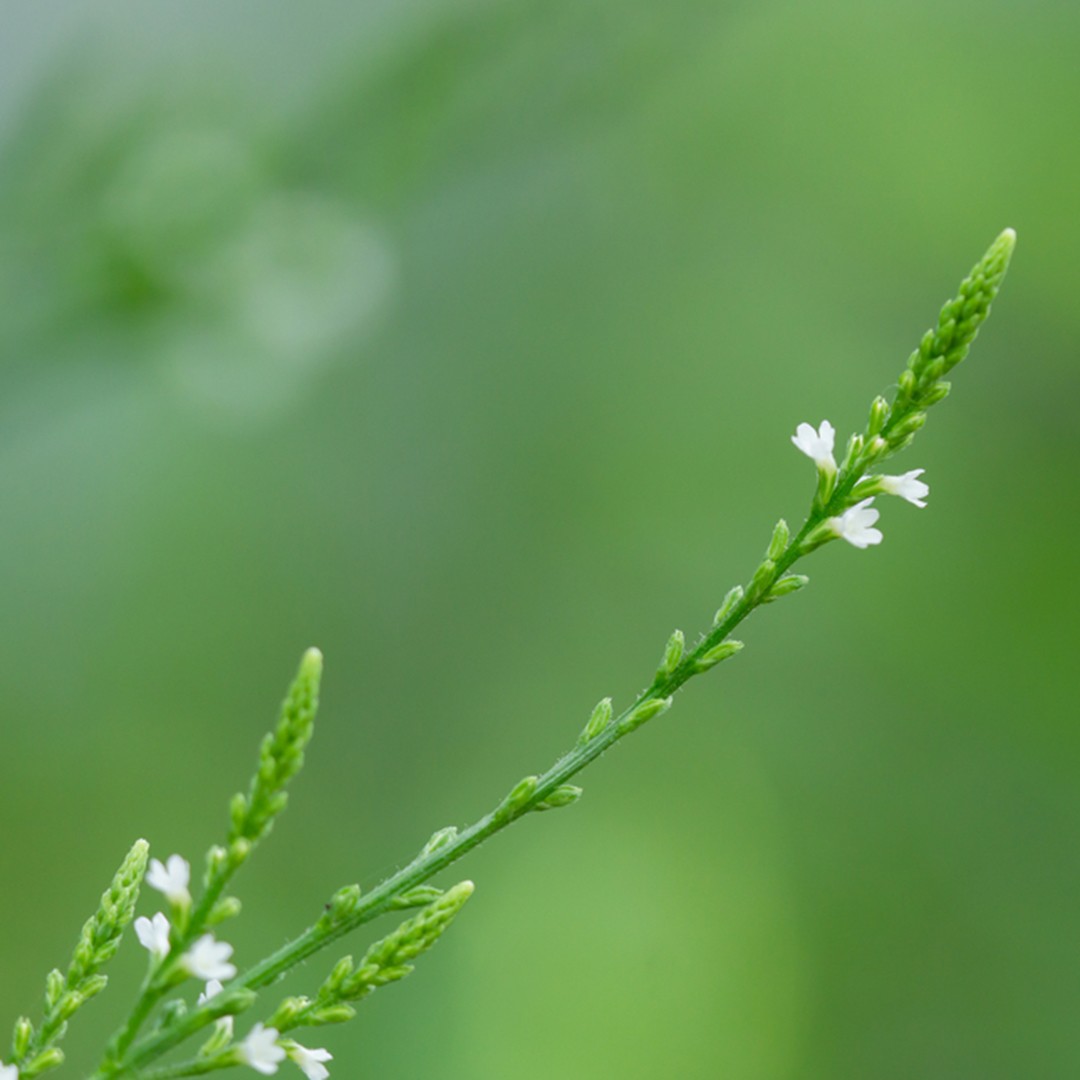 White vervain (Verbena urticifolia) Flower, Leaf, Uses - PictureThis