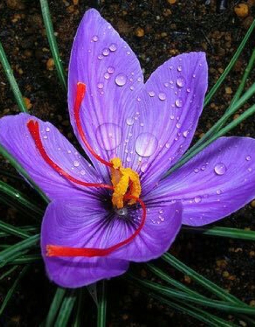 Saffraankrokus (Crocus sativus) PictureThis
