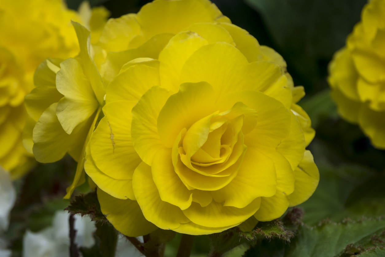 Begonia 'Roseform Yellow' (Begonia 'Roseform Yellow') PictureThis