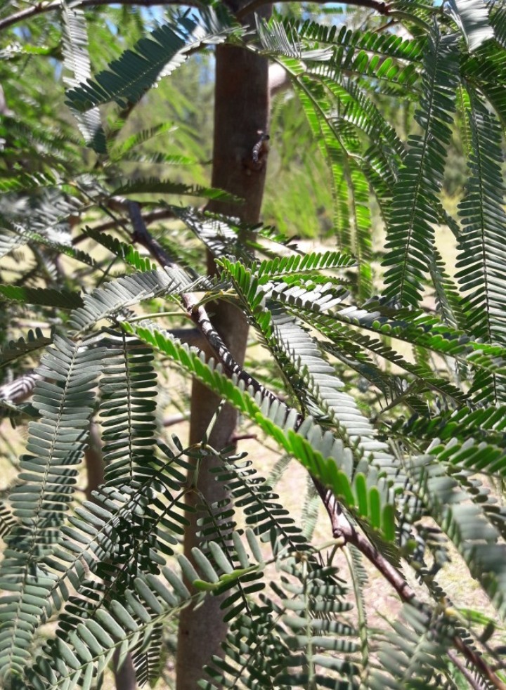 Prosopis laevigata PictureThis