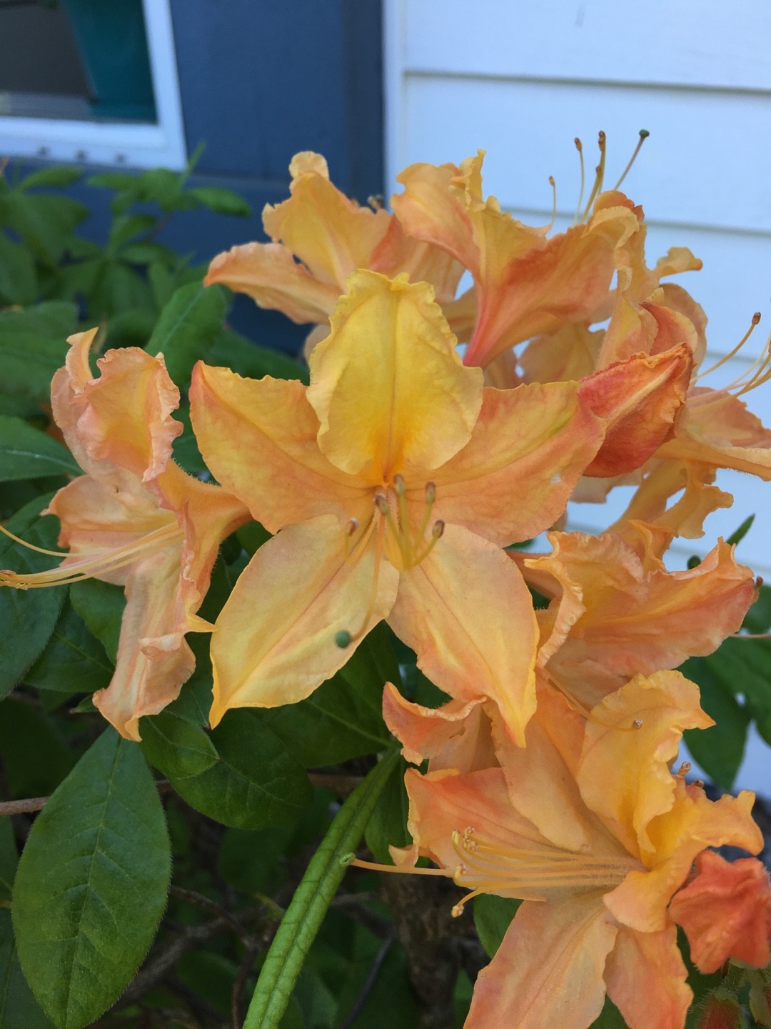 Rhododendron (Rhododendron) - PictureThis