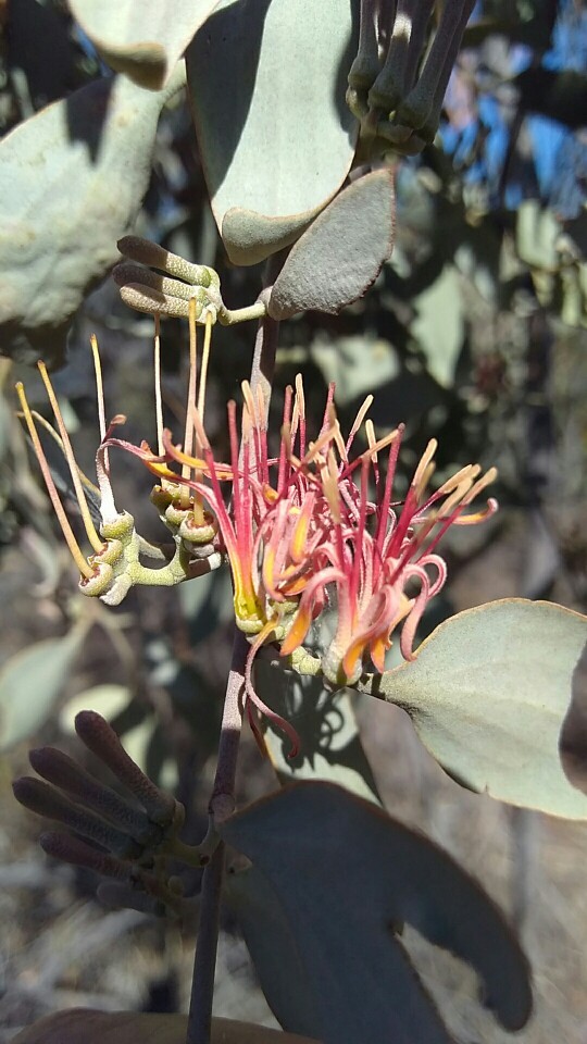 Dendrophthoe pentandra PictureThis