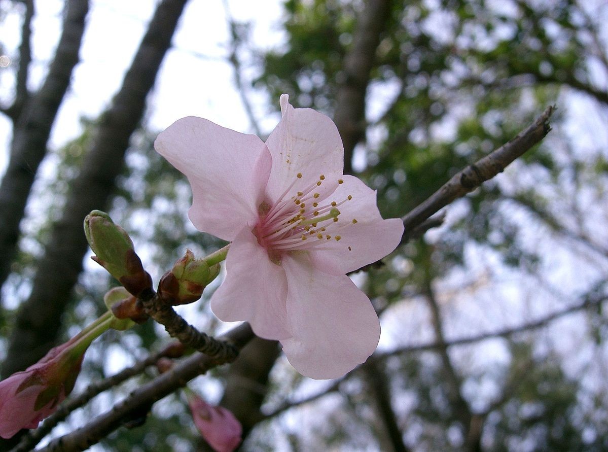 ヤマザクラ 山桜 Cerasus Jamasakura 花言葉 学名 よくある質問 Picturethis