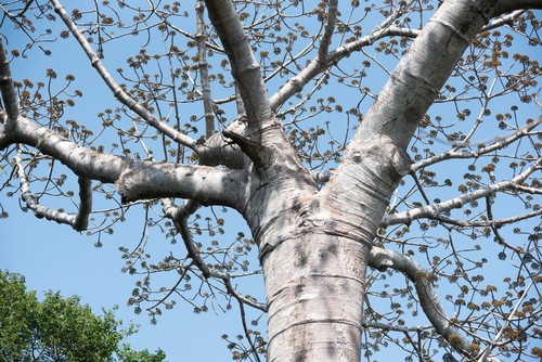 Cavanillesia platanifolia PictureThis