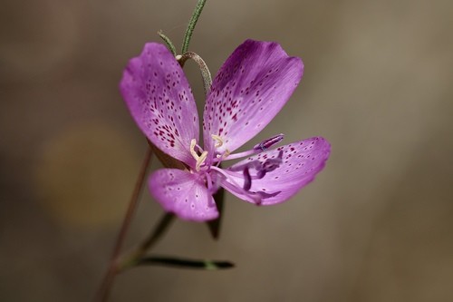 Clarkia Cylindrica 花言葉 学名 よくある質問 Picturethis