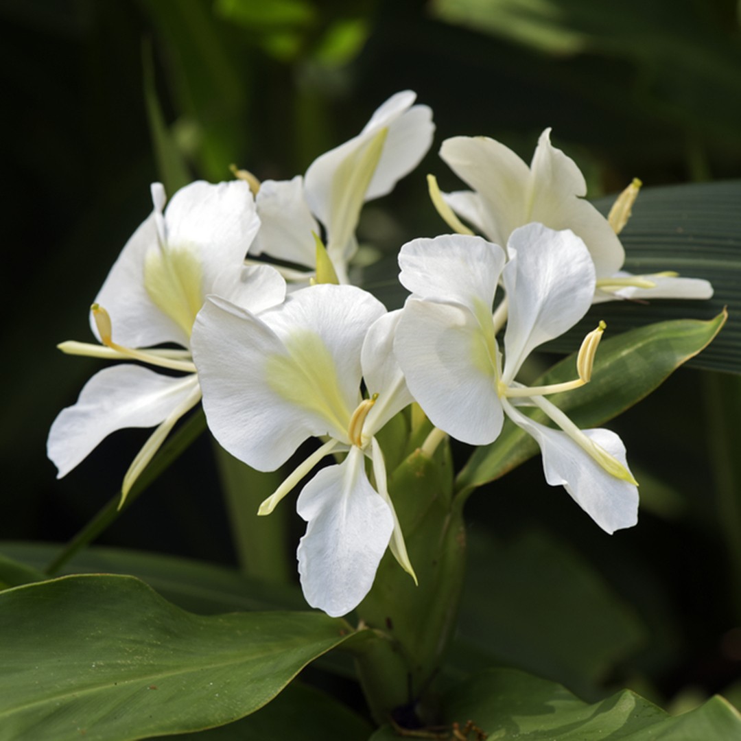 White Garland Lily Hedychium Coronarium Flower Leaf Care Uses Picturethis