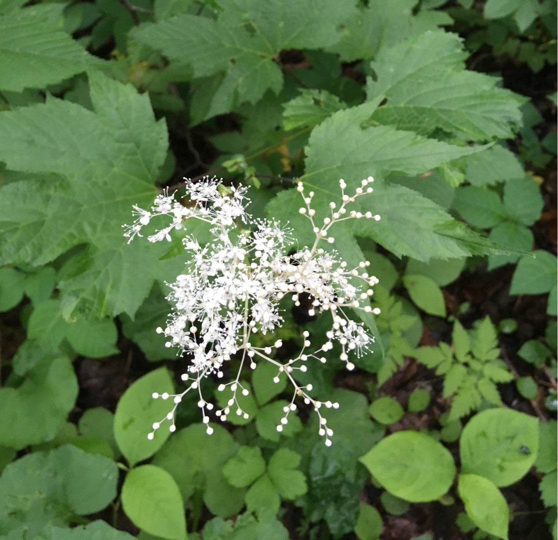 エゾノシモツケソウ 蝦夷下野草 Filipendula Glaberrima 花言葉 学名 よくある質問 Picturethis エゾノシモツケソウ 蝦夷下野草 Filipendula Glaberrima 花言葉 学名 よくある質問 Picturethis