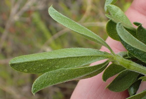 Otholobium PictureThis