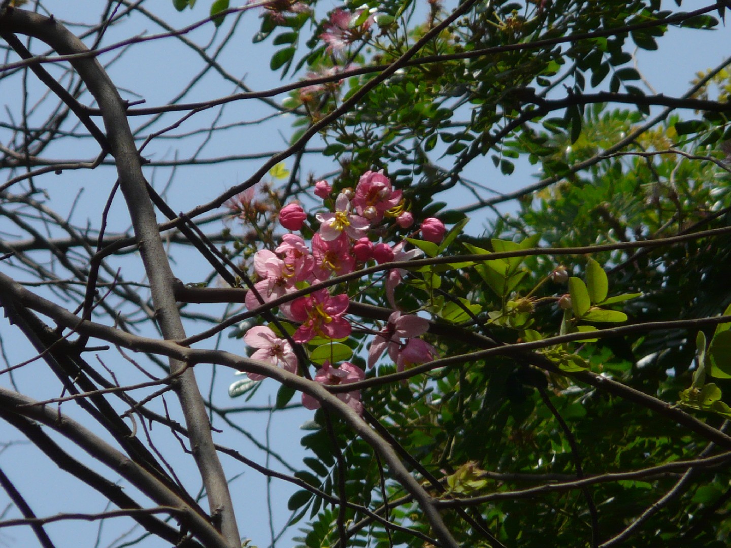 ウマセンナ Cassia Grandis 花言葉 学名 よくある質問 Picturethis