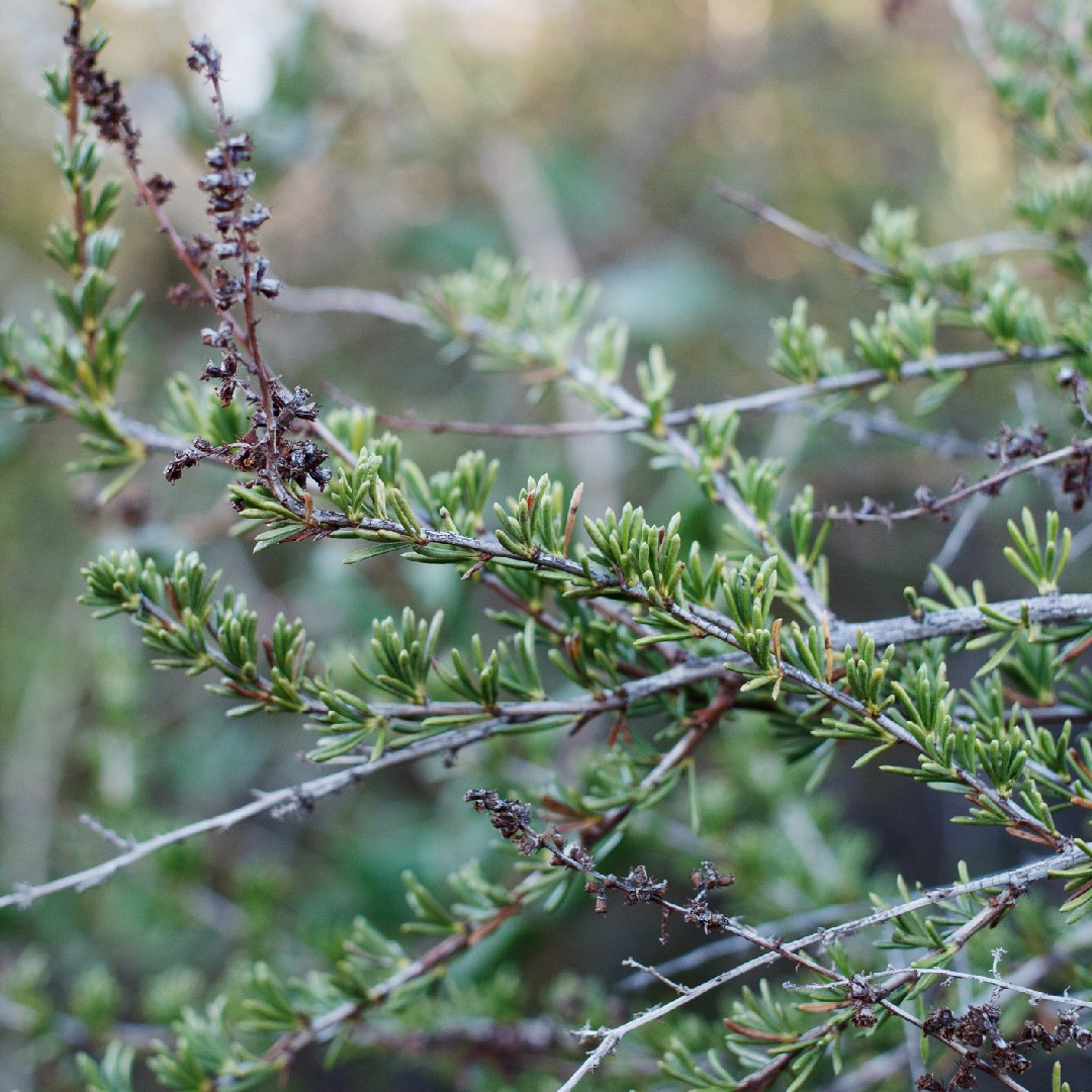 Chamise (Adenostoma fasciculatum) Flower, Leaf, Uses PictureThis