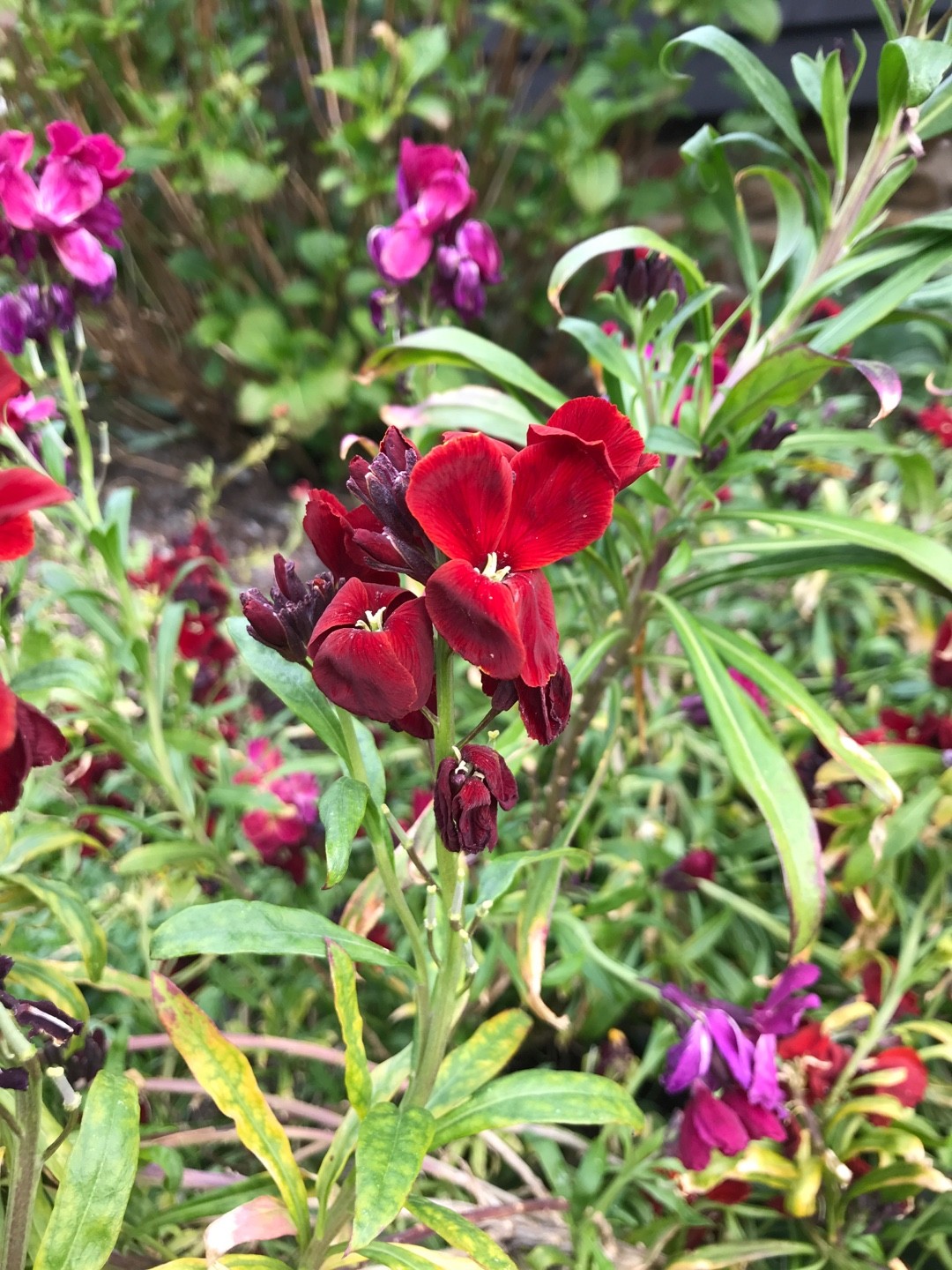 Erysimum (Erysimum) PictureThis