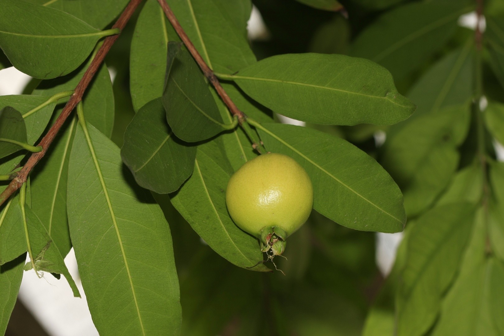 로즈애플 (Syzygium jambos) - PictureThis