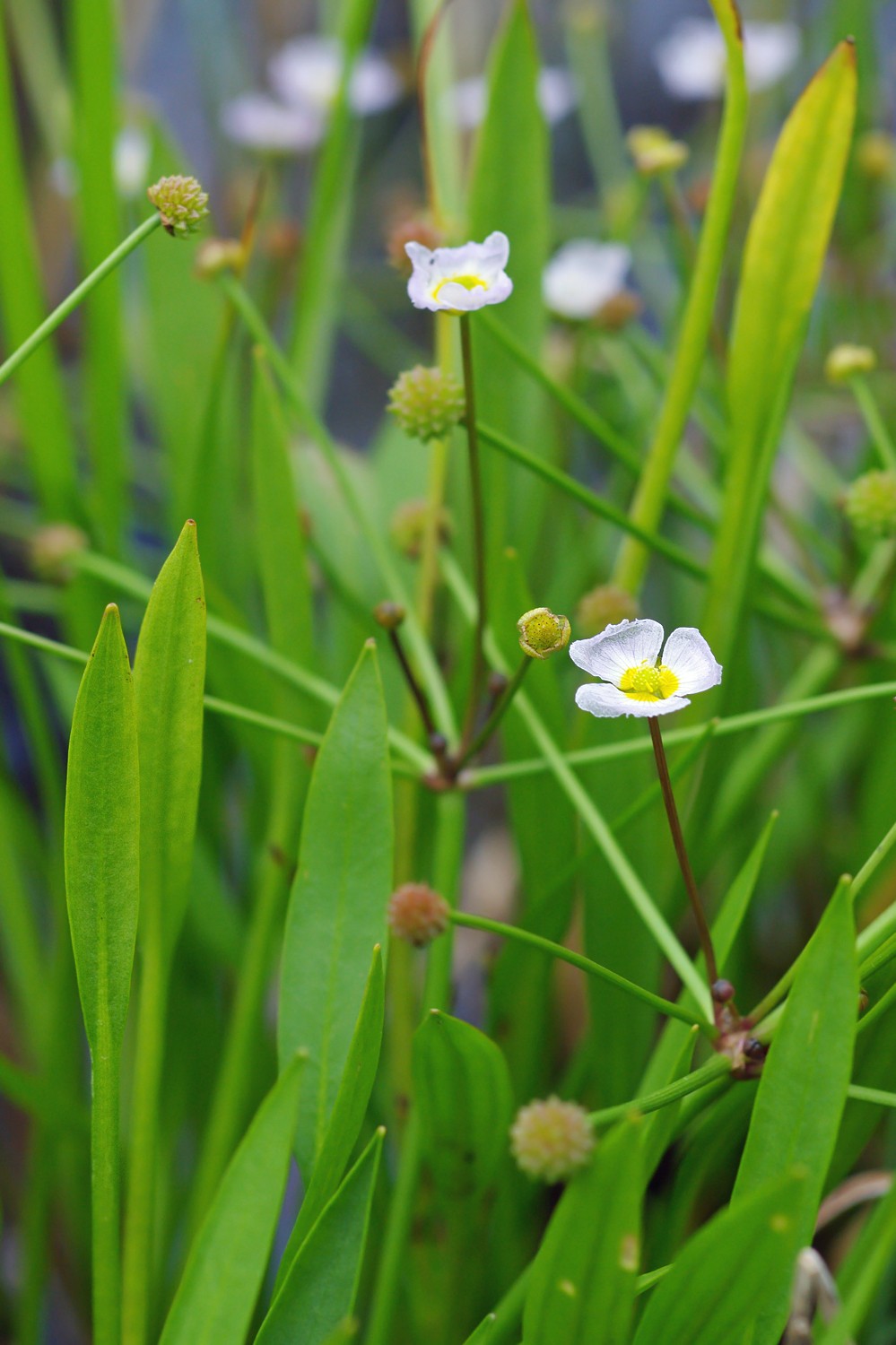 Gewöhnlicher igelschlauch (Baldellia ranunculoides) PictureThis