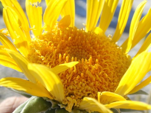 Enceliopsis argophylla PictureThis