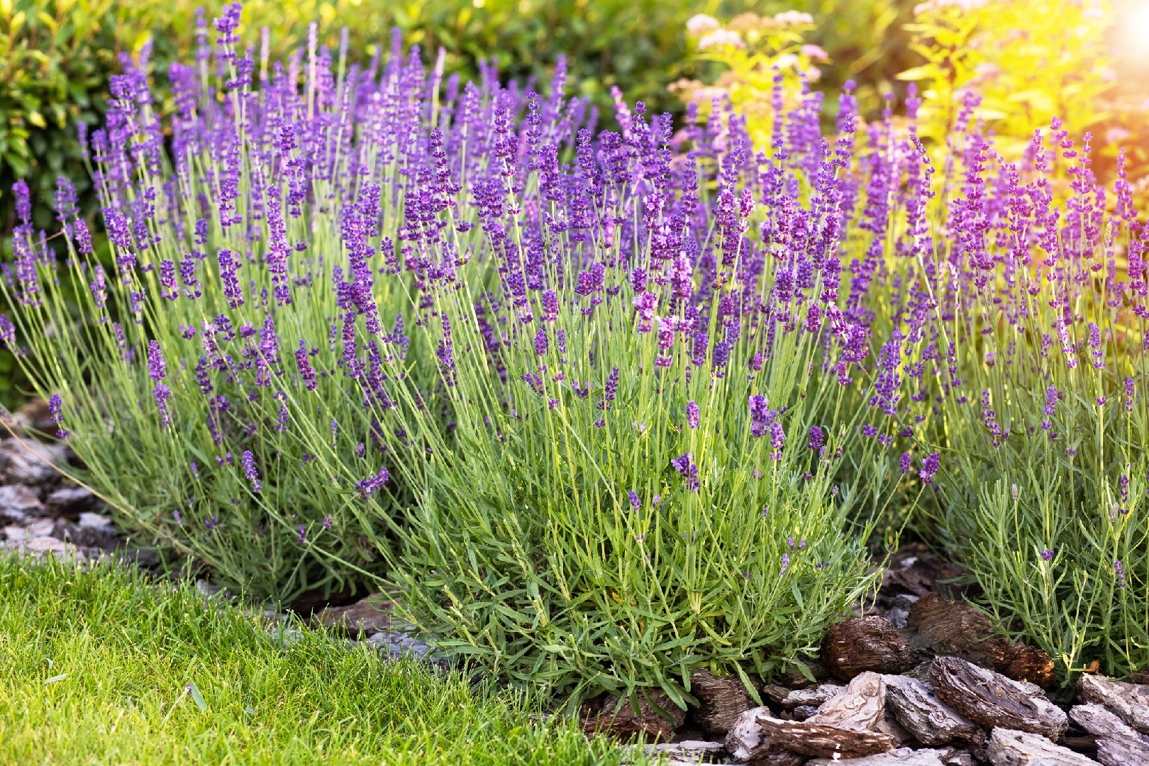 french lavender petal topped candle